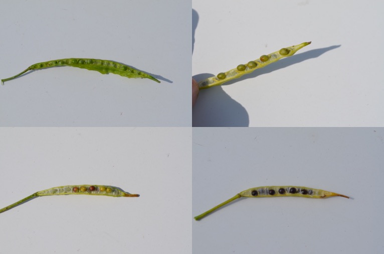 colorchangeprogression