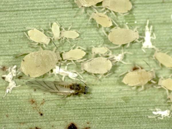 Sugarcane_aphid_colony