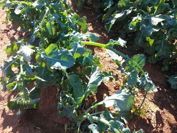 Canola_stem_damage