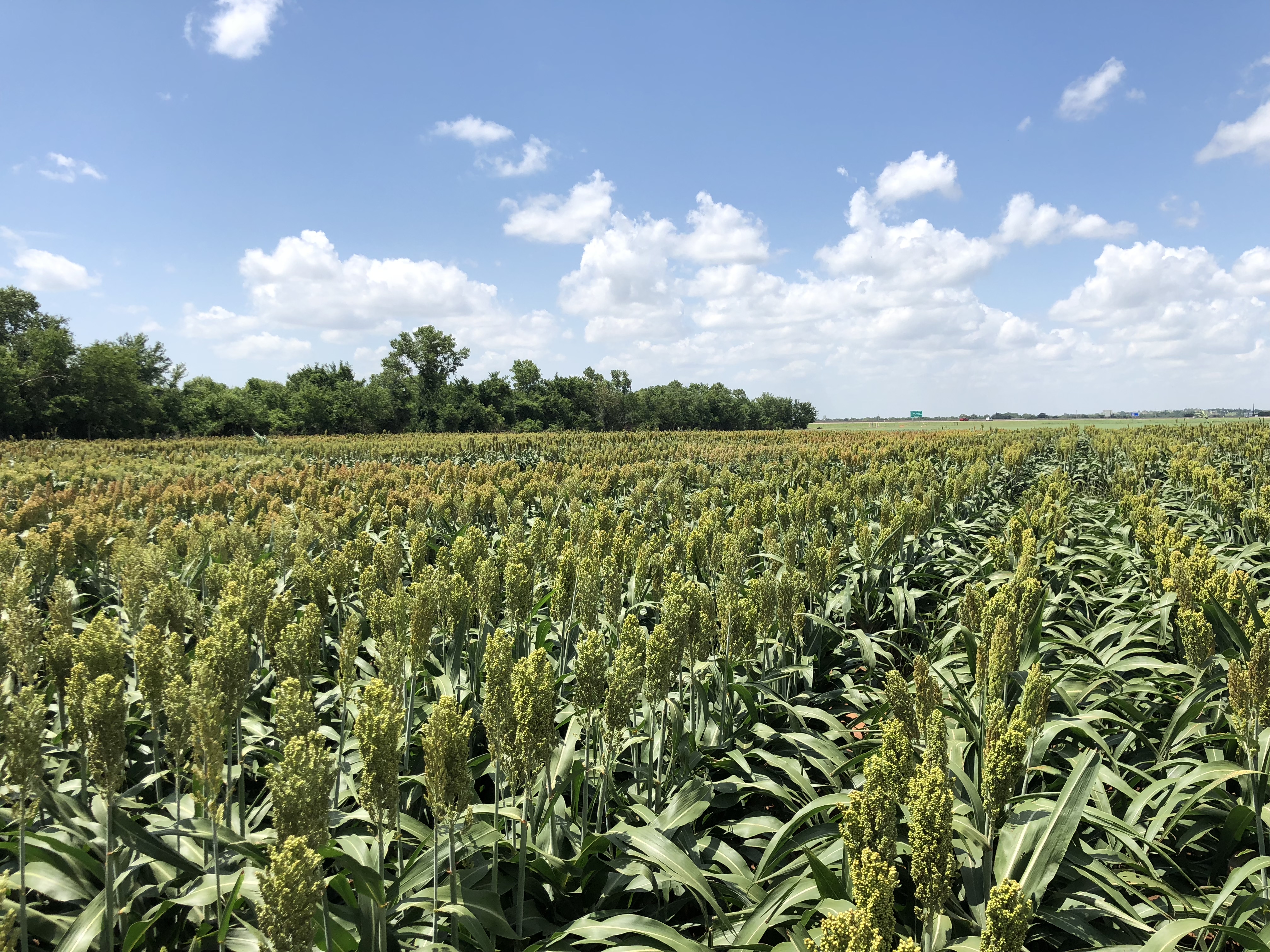 Sorghum_chickasha