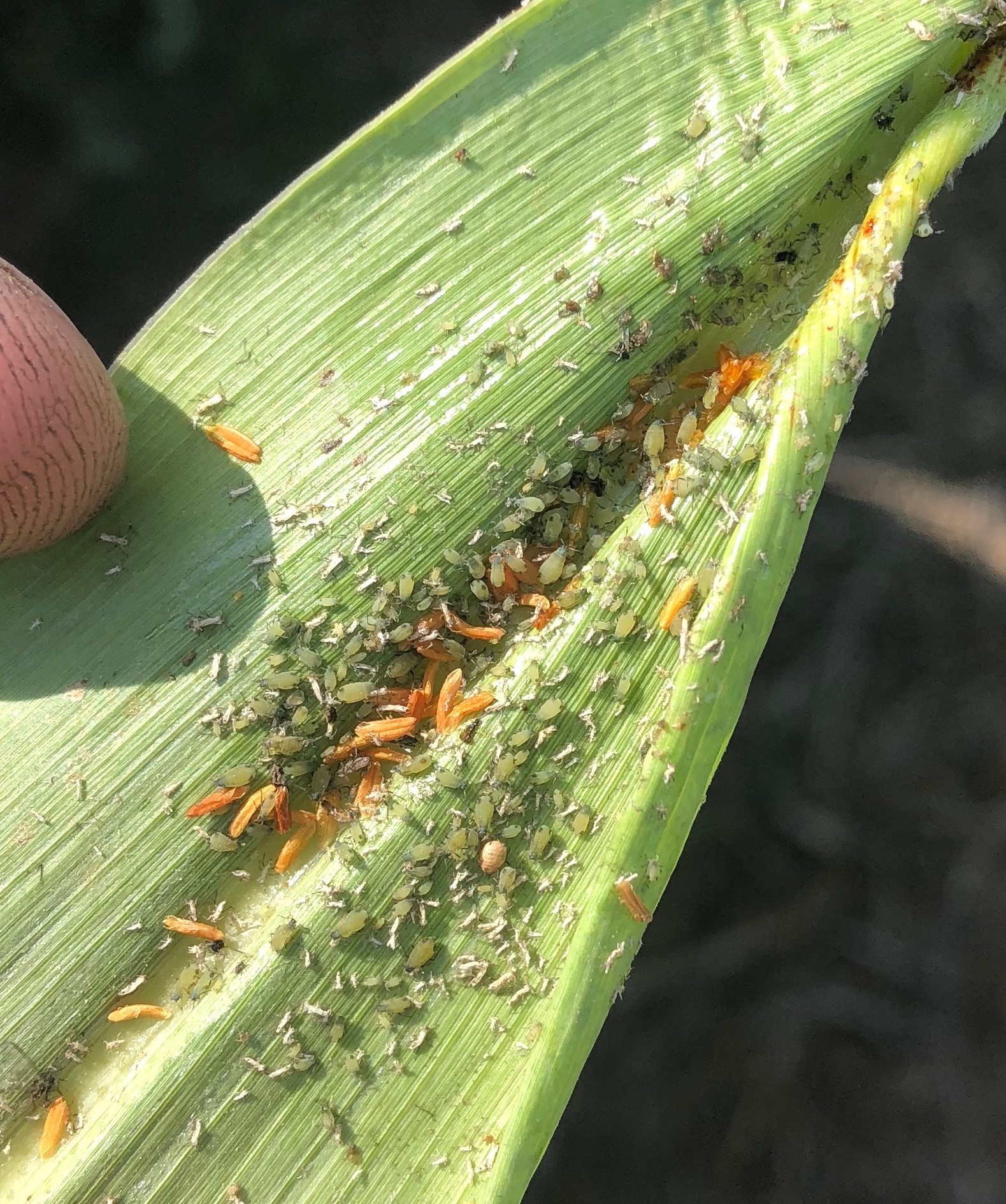 Corn_leaf_aphids